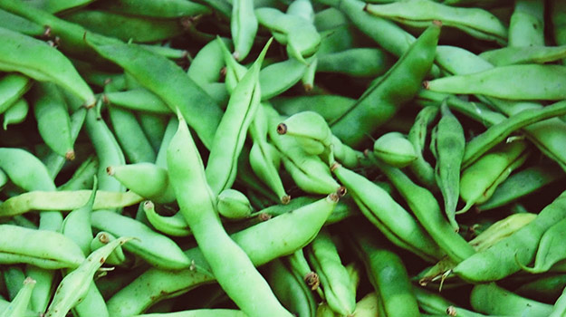 How To Grow Beans: Half-runner beans 