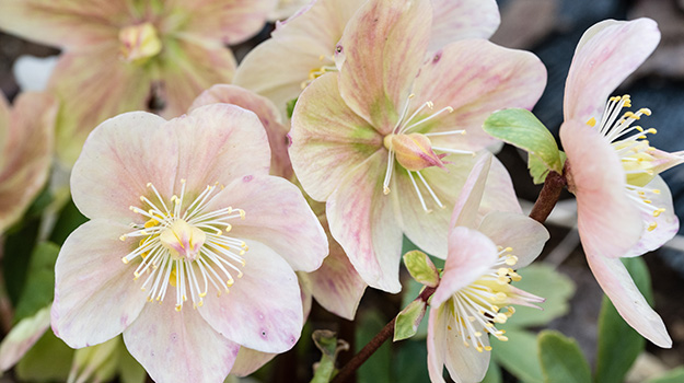 Hellebore