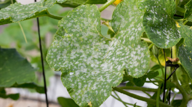 How to control powdery mildew?