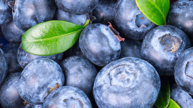 Blueberries closeup