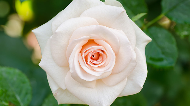 Le rosier 'Mother of Pearl'