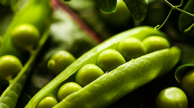 Peas are easy vegetables to grow for beginners