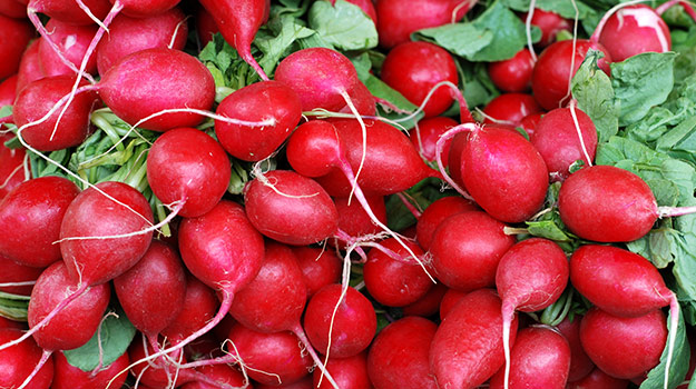Radishes are easy vegetables to grow for beginners