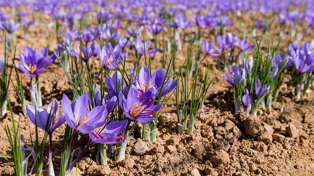 Saffron