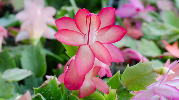 Schlumbergera x buckleyi Christmas cactus