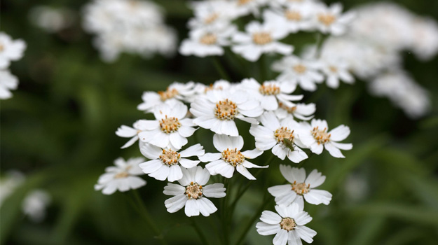 Sneezewort (Achillea ptarmica)