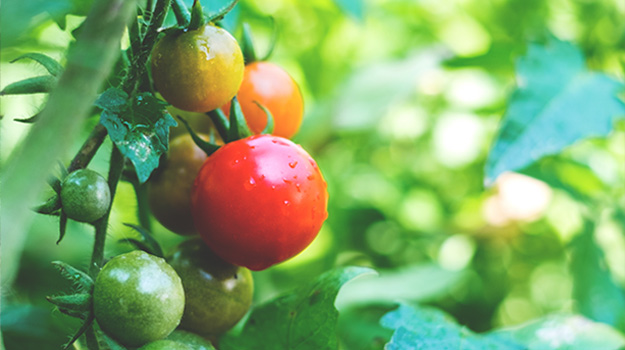 Tomatoes are easy vegetables to grow for beginners