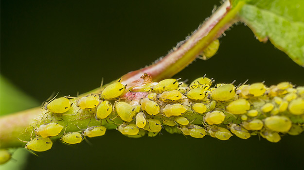 Des pucerons dans votre jardin