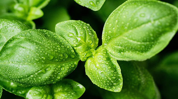 Tips On Planting And Harvesting 