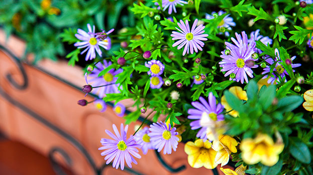 How to grow beautiful hanging baskets