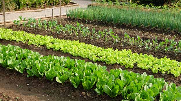 What to do in May - Beautifu vegetable garden