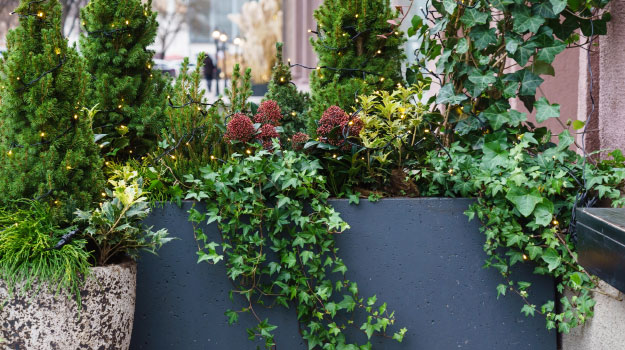 Beautiful Winter Window Box