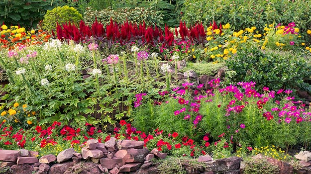 Joli parterre de fleurs colorées