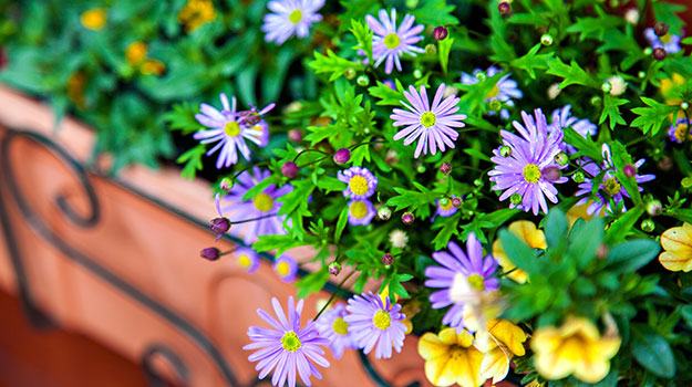 Jolie jardinière de fleurs