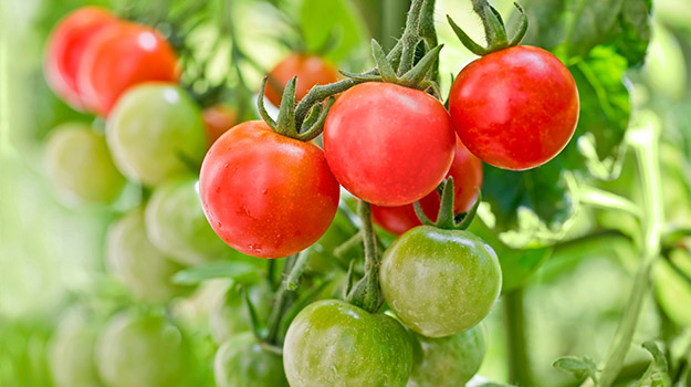 Tomatoes are easy to grow