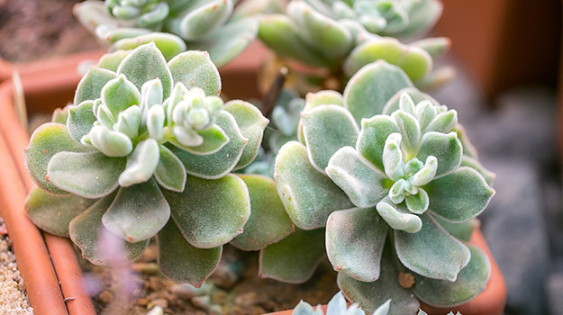 Guide essentiel pour cactus et succulentes