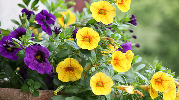 Comment cultiver le calibrachoa (Million Bells) 