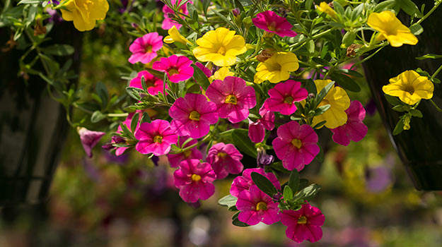 Comment cultiver le calibrachoa (Million Bells) 