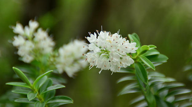 Le clèthre (Clethra alnifolia)