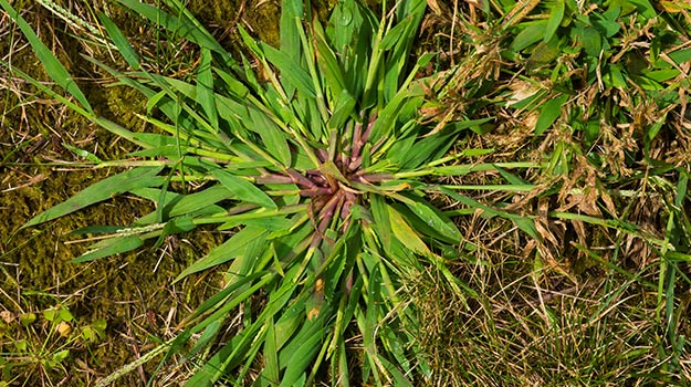 Crabgrass