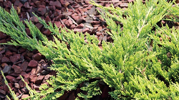 Creeping juniper (Juniperus horizontalis)