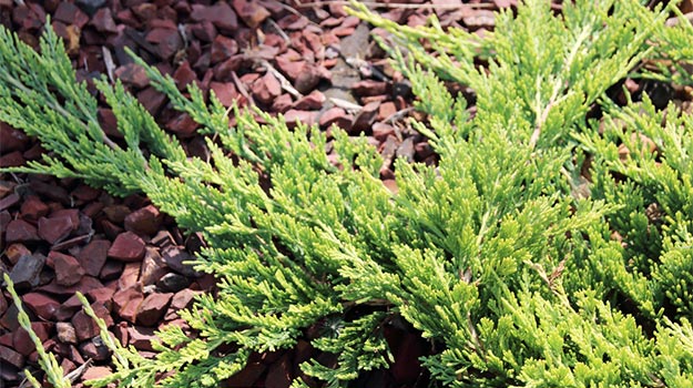 Genévrier horizontal (Juniperus horizontalis)