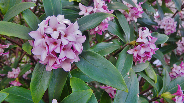 Le daphné (daphne odorata)