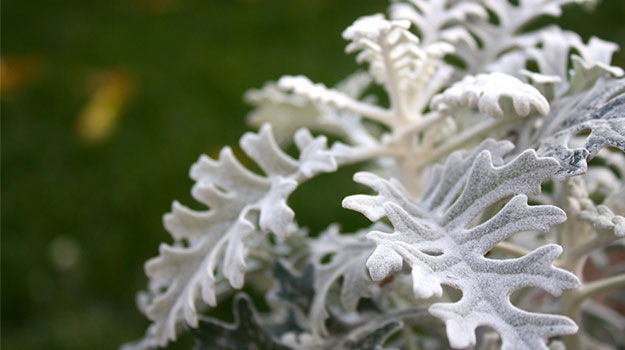 promix_gardening_dusty-miller