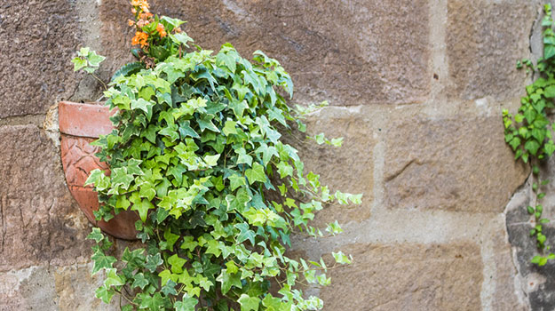 English ivy (Hedera helix)