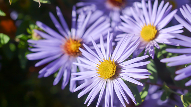 promix_gardening_false-aster