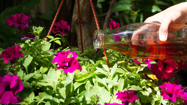 How to grow beautiful hanging baskets by fertilizing them