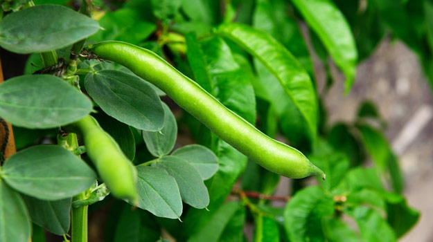 Green beans are easy Vegetables for Beginner Gardeners 