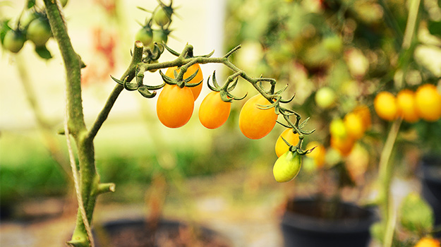 9 Erreurs courantes avec les tomates