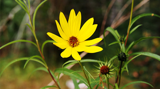 promix_gardening_helianthus