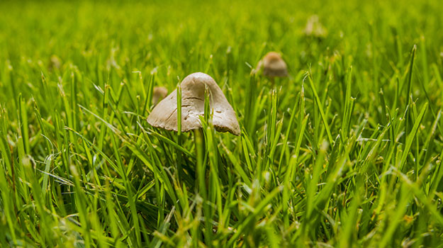 How to get rid of lawn mushrooms?