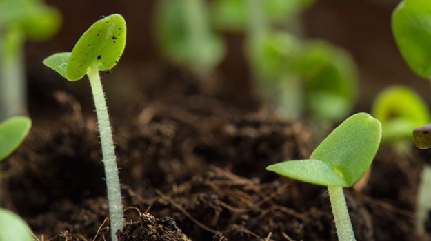 Young seedlings close up