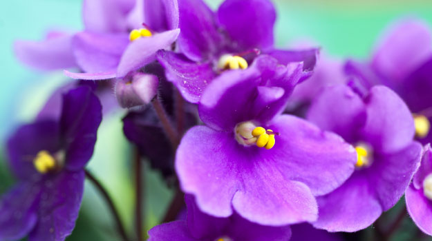 How to take care of african violets?