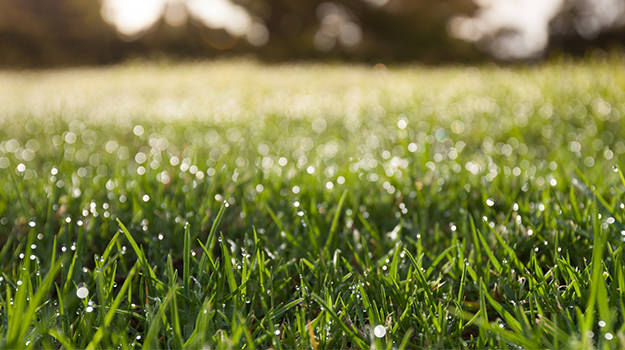 Well hydrated lawn