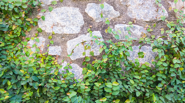 Invasive plants climbing on stone wall