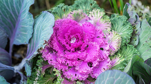 promix_gardening_kale