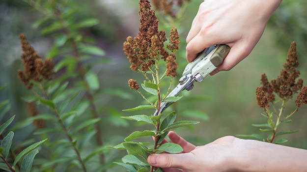 Garden maintenance