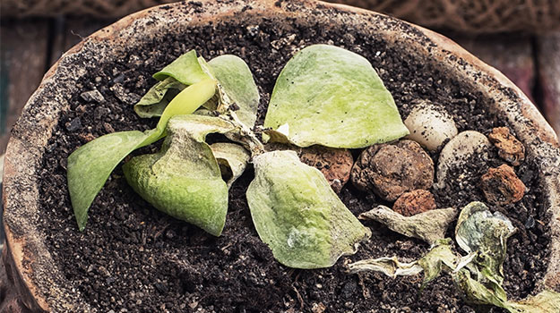 Mold in Plant Soil