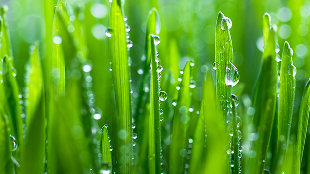 Morning dew on herbs