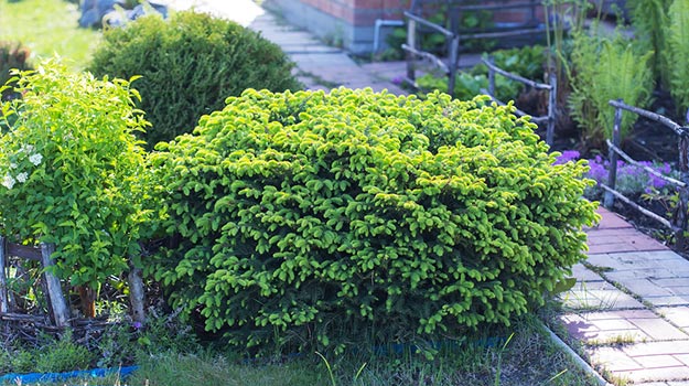 Épinette de Norvège (Picea abies spp.)