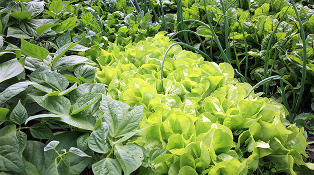 Organic veggie garden