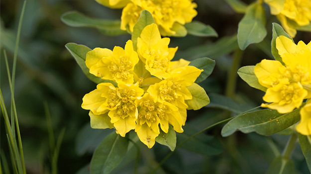 promix_gardening_perennial-spurge