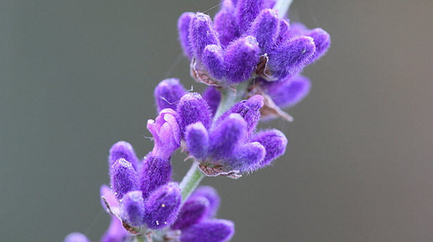 Pest-Repelling Flowers