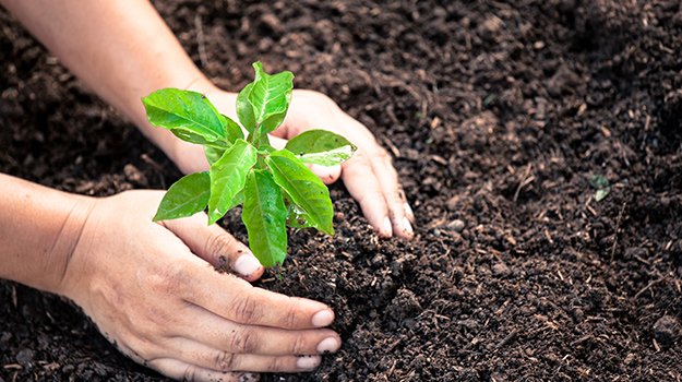 Planter un arbre