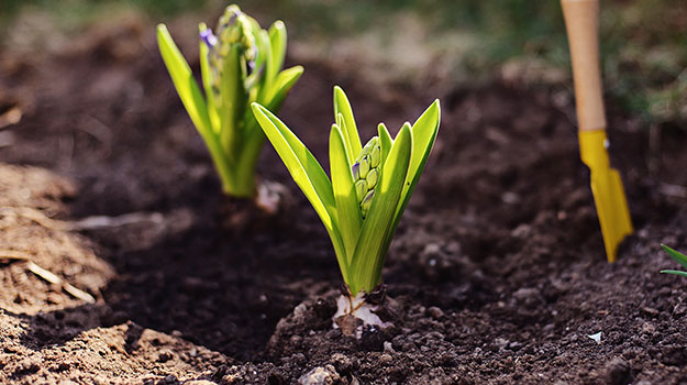 Plant bulbs