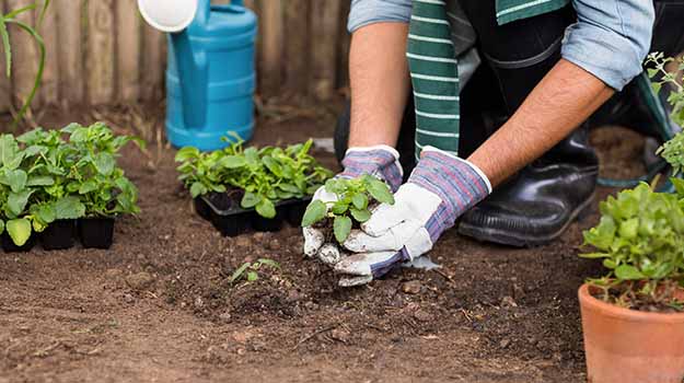 What to do in May - New plants in garden